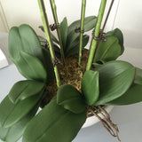 1 Set High Grade Orchids Arrangement Latex Silicon Real Touch Big Size Luxury Table Flower Home Hotel Decor  No Vase