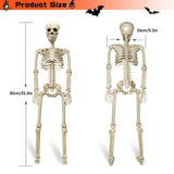 2 Pack 36"Halloween Skeleton - 3 ft Life Size Human Skeleton with Full Body Posable Joints Plastic Skeleton for Halloween Skele