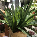 S M L Real Touch Gladiolus Cymbidium Hyridus Orchid Leaf  Whelan Floral Art Material High Grade Silicon Feel