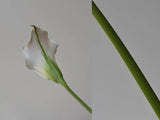 5pcs Large Calla Lily Artificial Flowers Wedding Decor Bridal Bouquet  Fake Flowers Realistic Callas Home Decoration Accessories