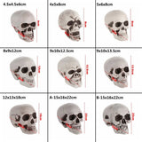 All Size Human Skull Head Skeleton Halloween Style Photo Prop Home Party Decor Game Supplies